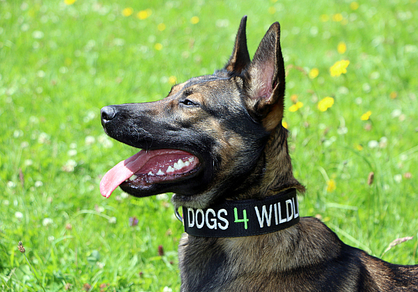 Emirates SkyCargo partners with Dogs 4 Wildlife to combat poaching